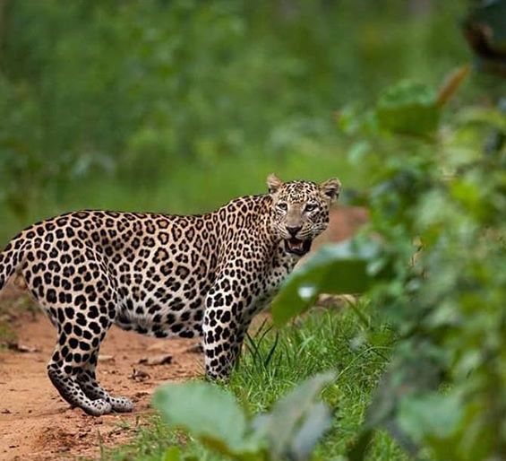 Big Cats India Leopard Leopard Cat in India