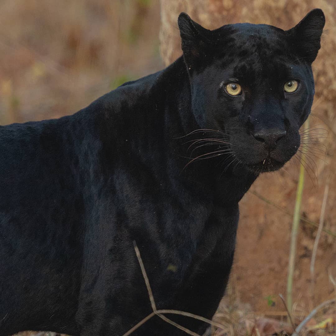 Black Panther in India Black Panther in India