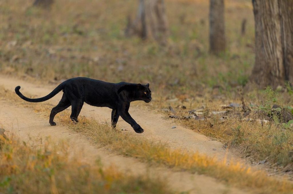 Black Panther Animal Black Panther Animal