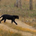 Black Panther Animal