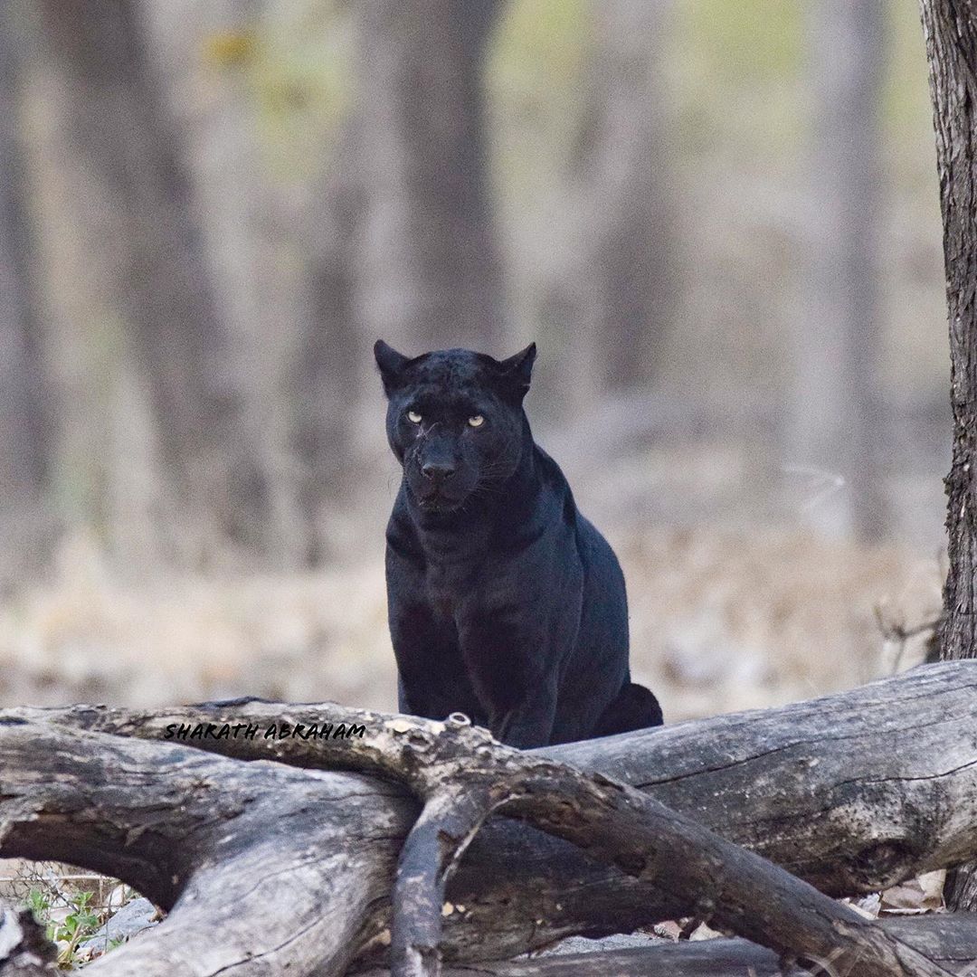 Black-Panther-India Black Panther in Kabini