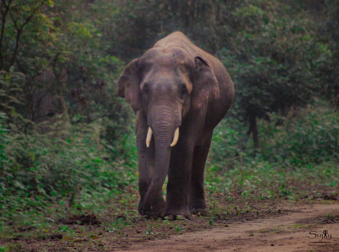 Jim-Corbett-National-Park Oldest National Park of India