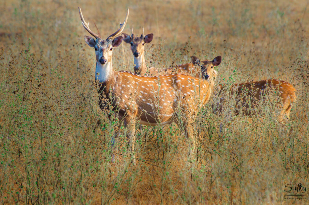 Corbett Tiger Reserve Corbett Tiger Reserve