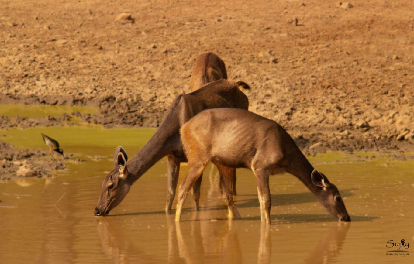 Tadoba National Park Tadoba Tiger Reserve Maharashtra