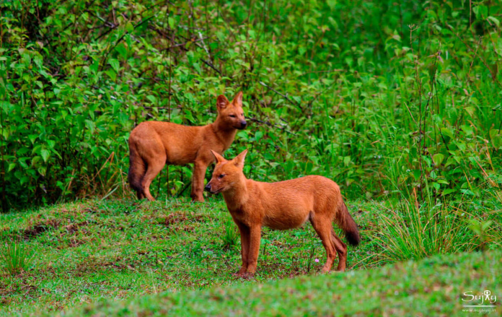 Nagarhole National Park and Tiger Reserve Nagarhole National Park Karnataka