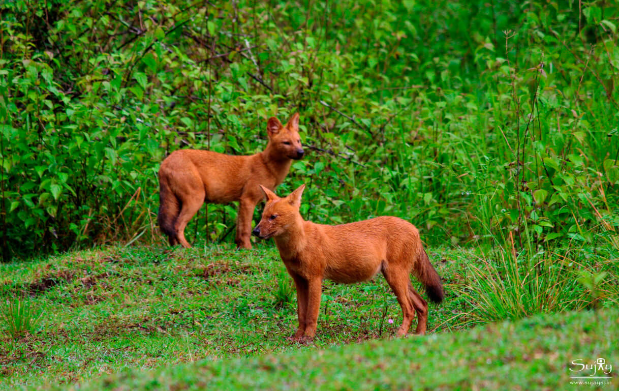 Nagarhole National Park and Tiger Reserve Nagarhole National Park Karnataka