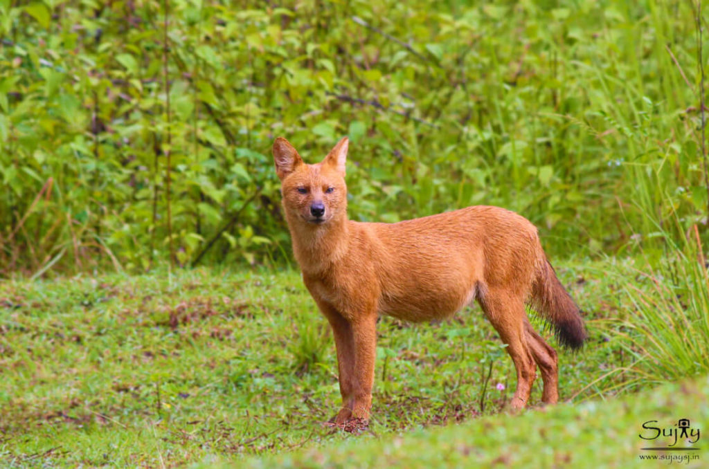 Wild Dog Nagarhole National Park Wild Dog Nagarhole Nationa Park