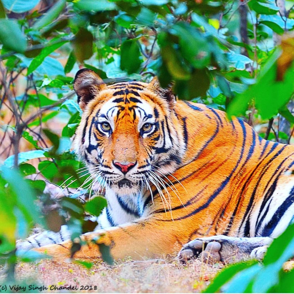 sanjay-dubri-tiger-reserve Sanjay Dubri Tiger Reserve