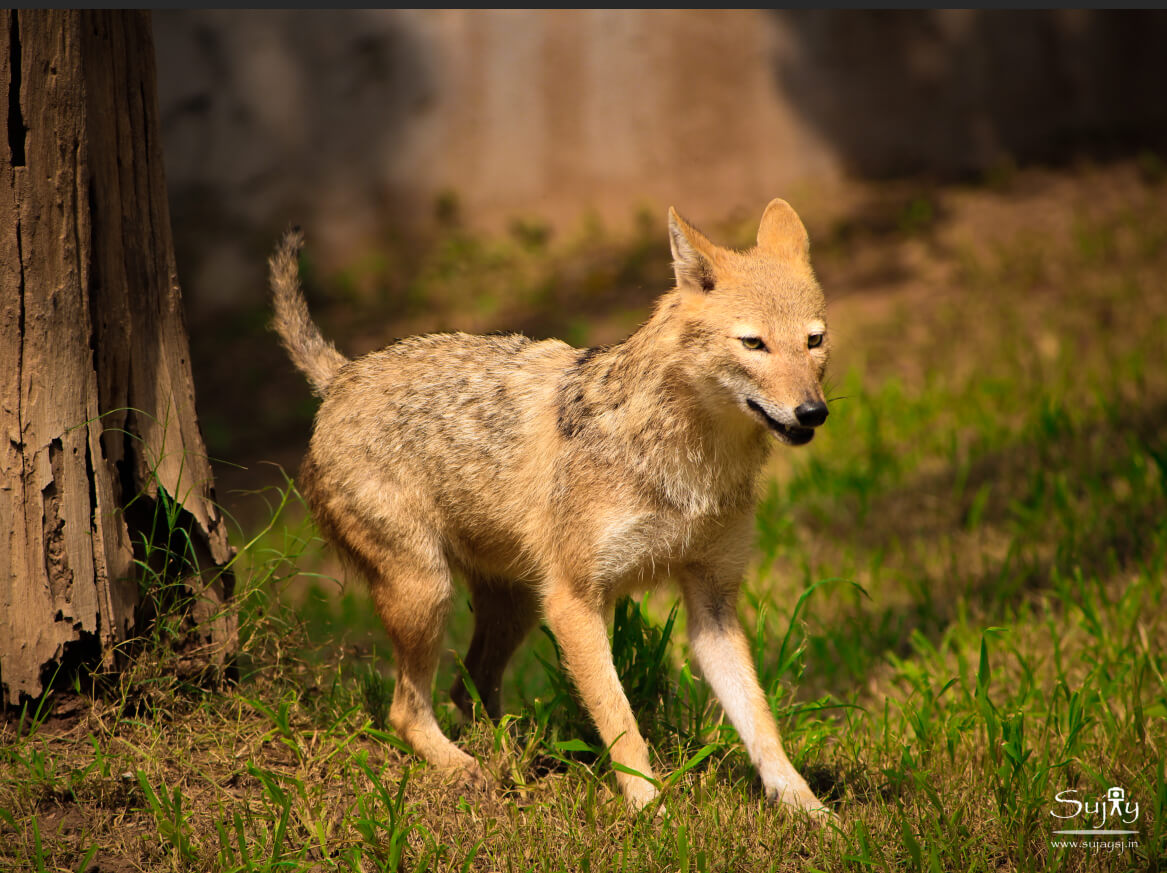 Pench National Park MP Wild Dog at Pench National Park