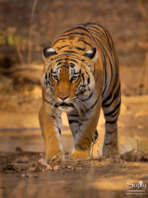 Pench Tiger Reserve Pench Tiger Reserve MP