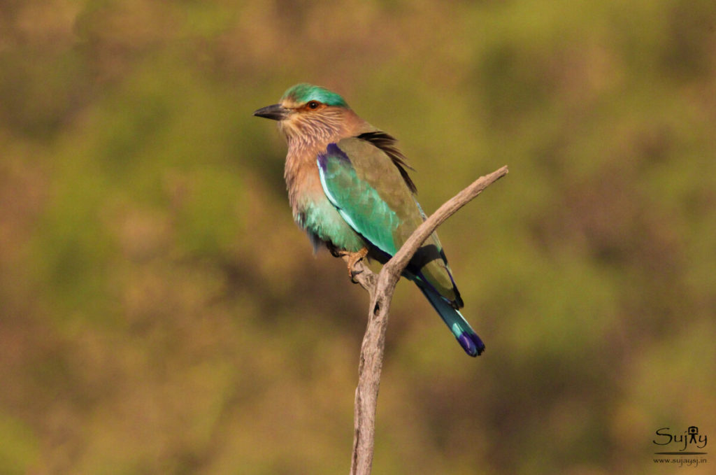 Bor-Wildlife-Sanctuary Bor Wildlife Sanctuary near Nagpur