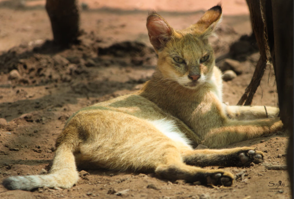 Jungle CatBor Wildlife Sanctuary Jungle Cat at Bor Wildlife Sanctuary