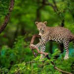 National Parks for Wildlife Photography