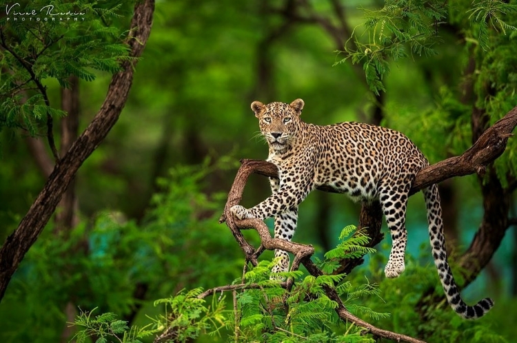 Top 10 National Parks for Wildlife Photography in 2026