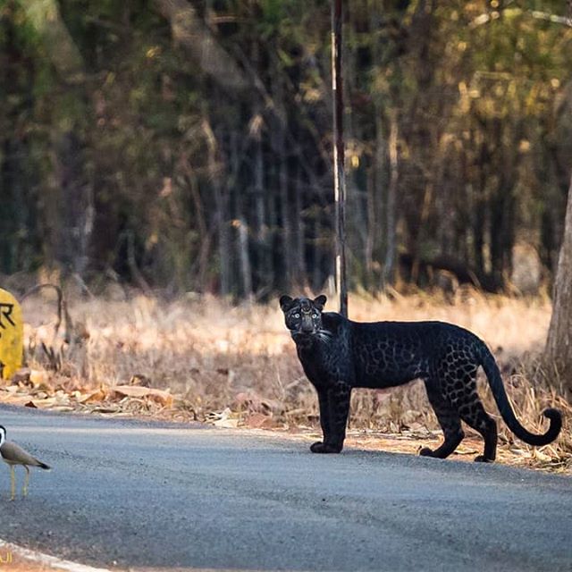 Black Panther Tadoba Black Panther in Tadoba