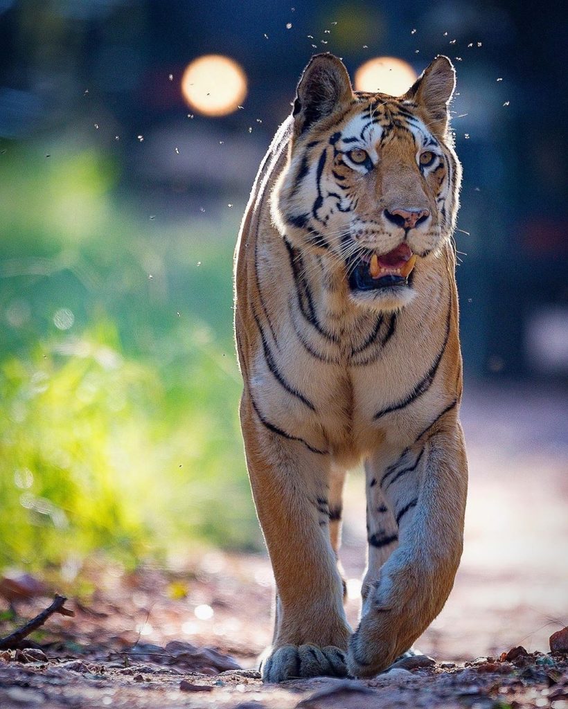 Pench Tiger Reserve Pench Tiger Reserve