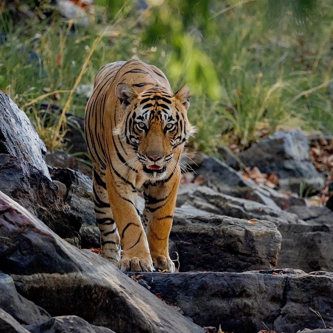 Ranthambore-Tiger-Reserve Ranthambore Tiger Reserve