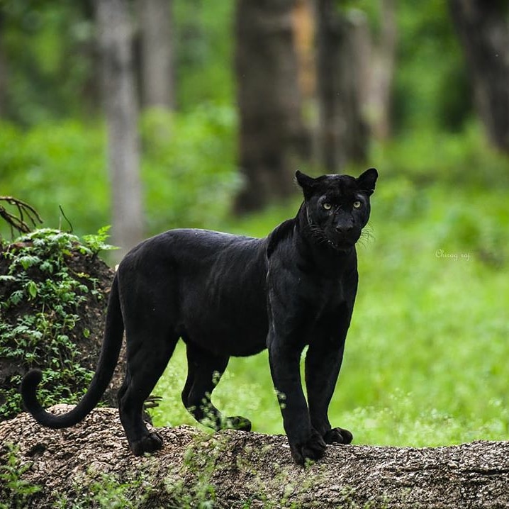 black-panther-in-india Black Panther Big Cat