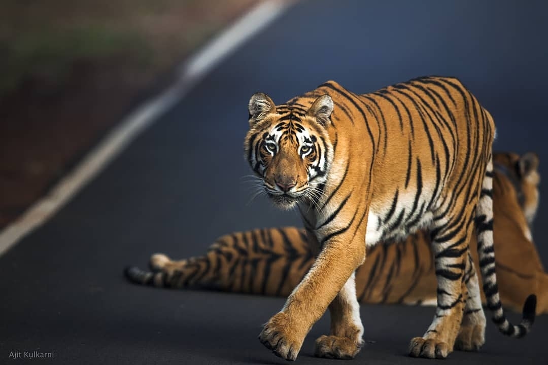 big-cats-of-india Bengal Tiger Big Cat