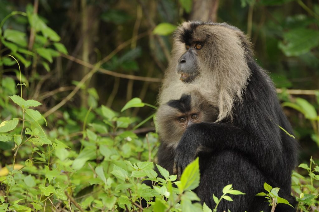 national-parks-in-india Top National Parks in India