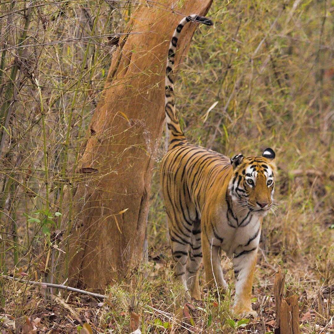 tiger-marking-territory Tiger Marking Territory