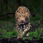 Indian Leopard