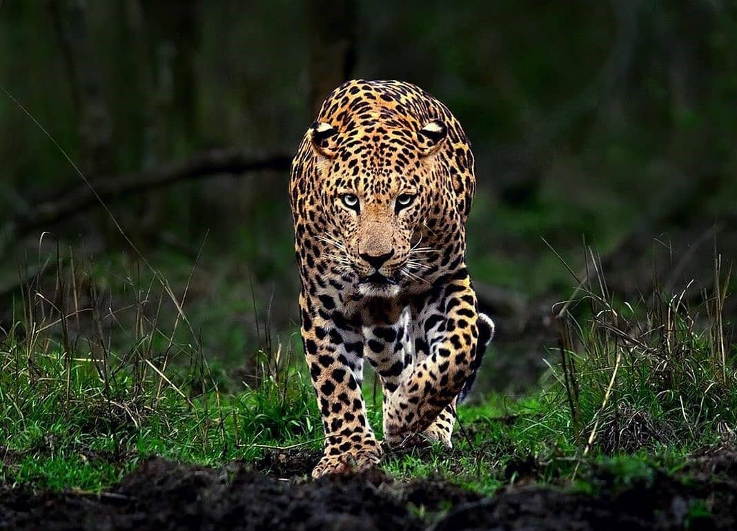 Indian-Leopard- Kabini-Wildlife Indian Leopard