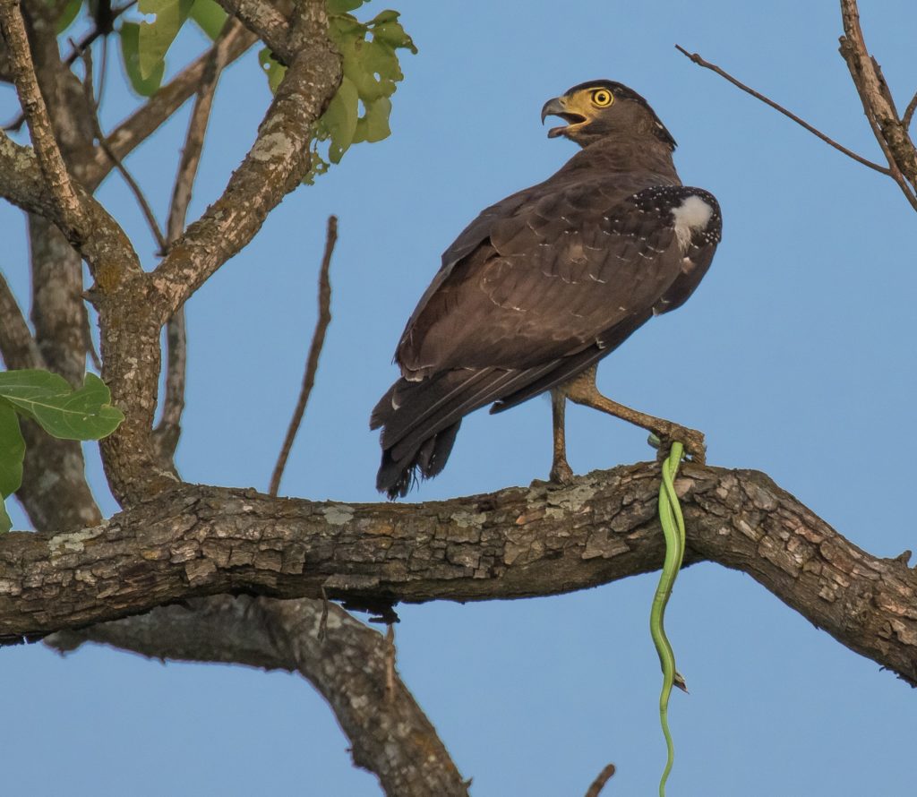 Eagle-Dhudhwa Dudhwa National Park in India