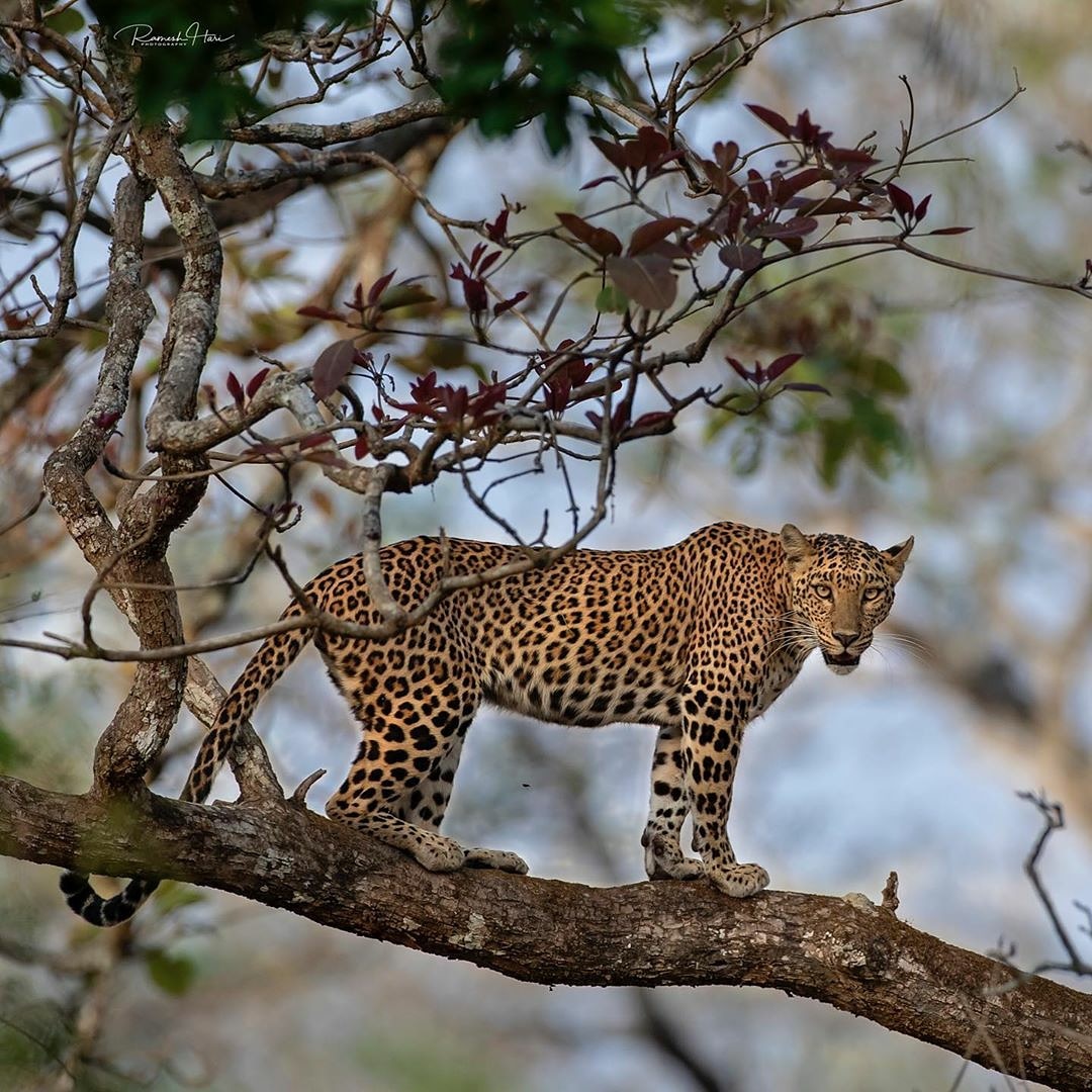 Leopard on a Tree Indian Leopard on a Tree