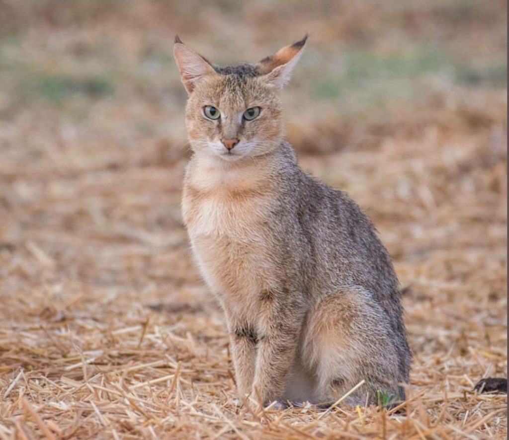 Jungle Cat at Todaba