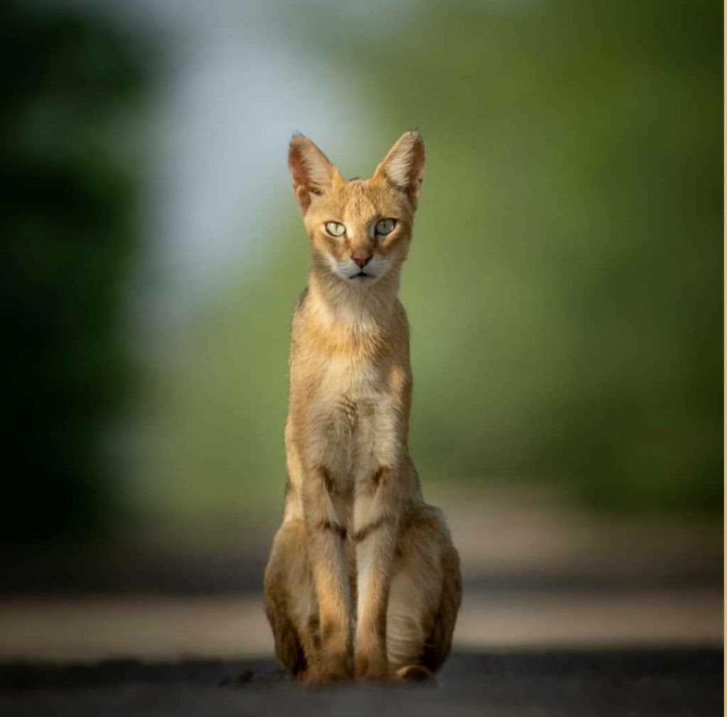 Jungle Cat facts