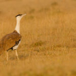 Critically Endangered Great Indian Bustard