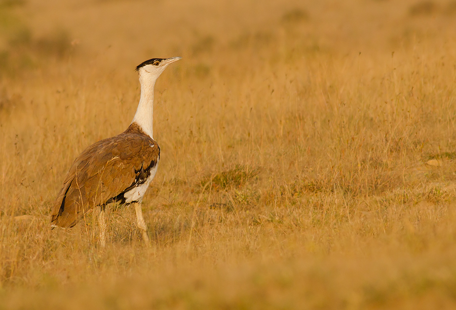 Great Indian Bustard Critically Endangered Great Indian Bustard