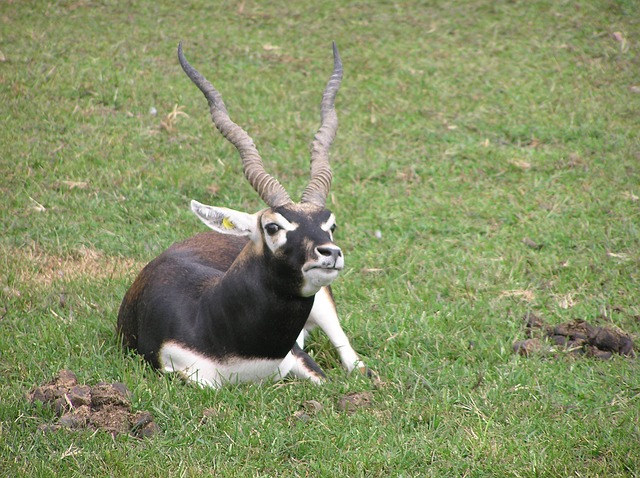 endangered blackbuck