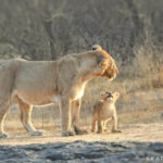 Asiatic Lion with cub