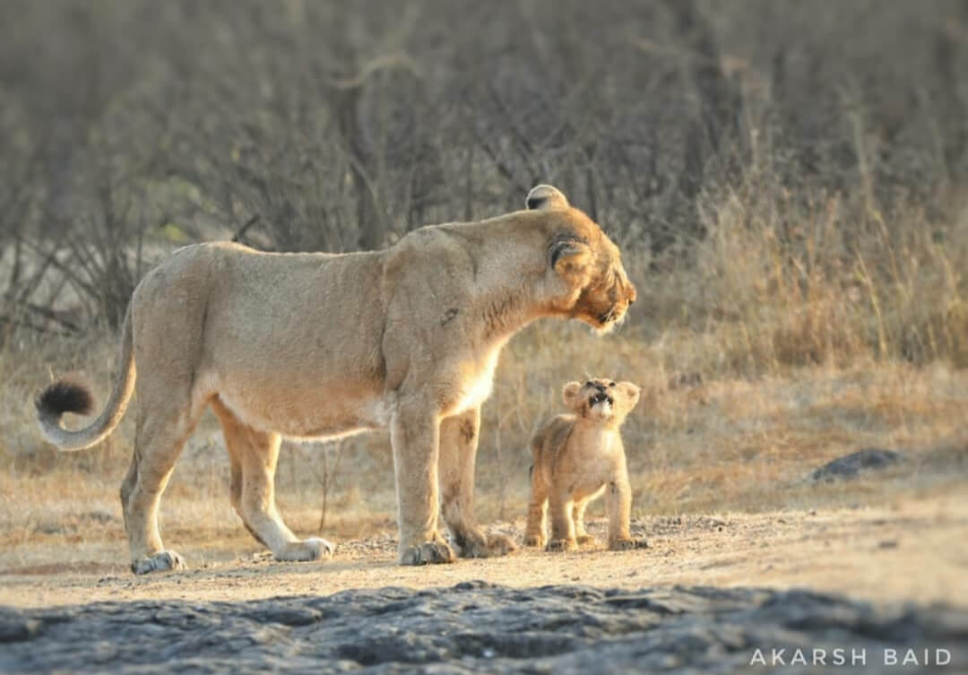 Asiatic Lioness Asiatic Lion with cub