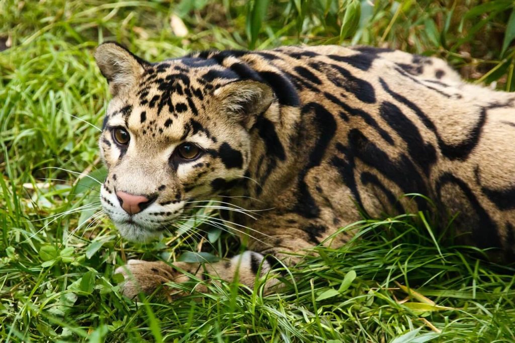 Clouded Leopard India Clouded Leopards in India