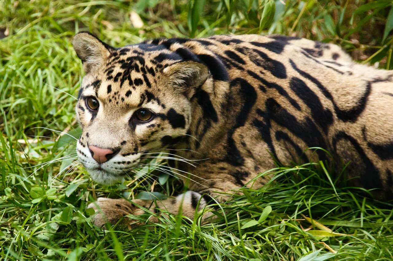 Clouded Leopard – Diet, Habitat, and facts