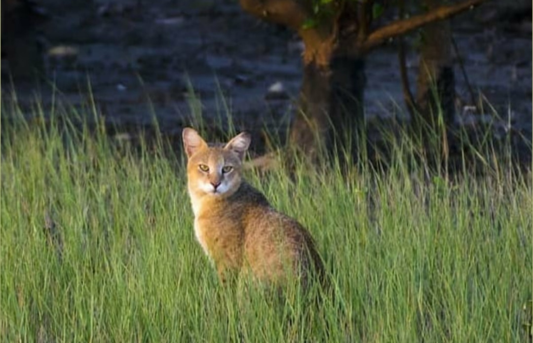 Jungle Cats India Jungle Cats India