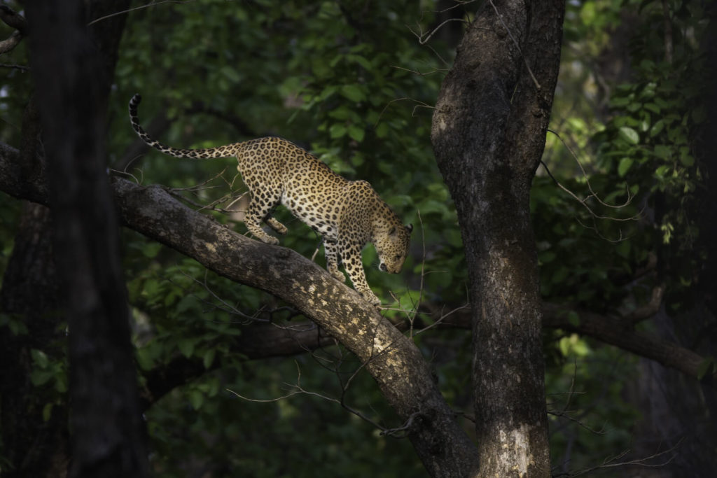 Kanha Tiger Safari Tour Kanha Weekend Safari