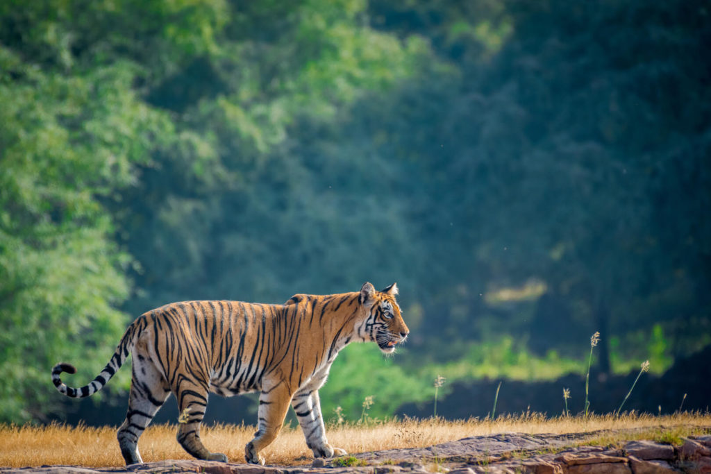 Ranthambore Tiger Safari India Ranthambore Tiger