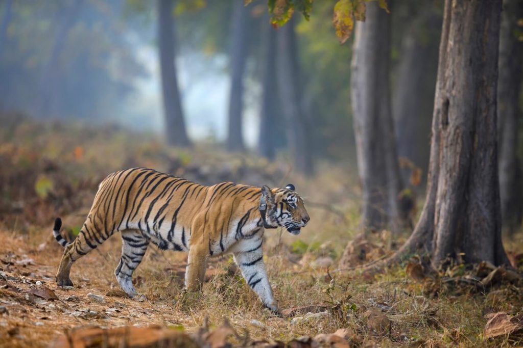 Tadoba Tiger Safari India Tadoba Tiger