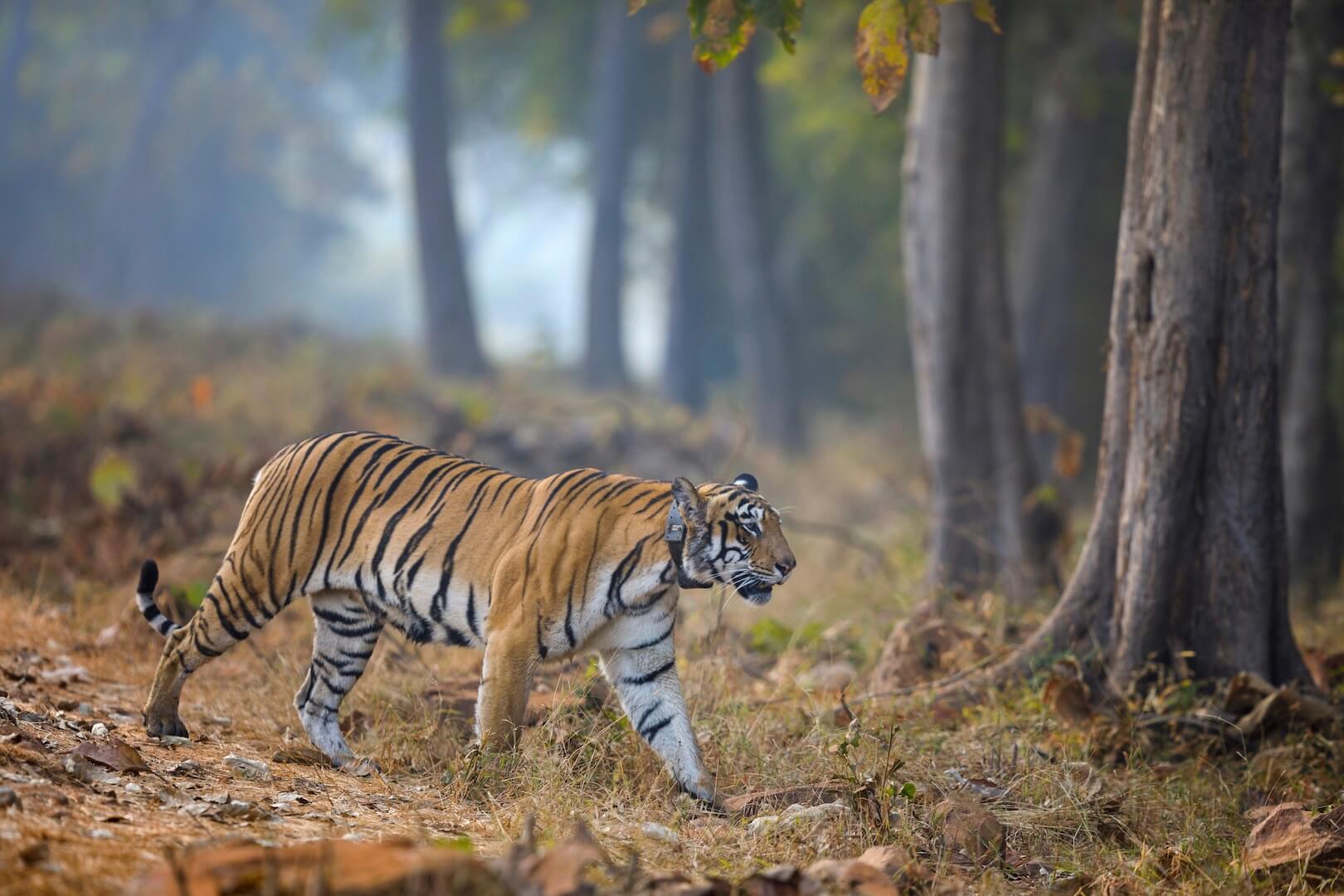 Tadoba Tiger Safari India Tadoba Tiger