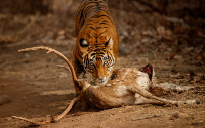 Hunting Techniques and Prey Preferences of Bengal Tiger