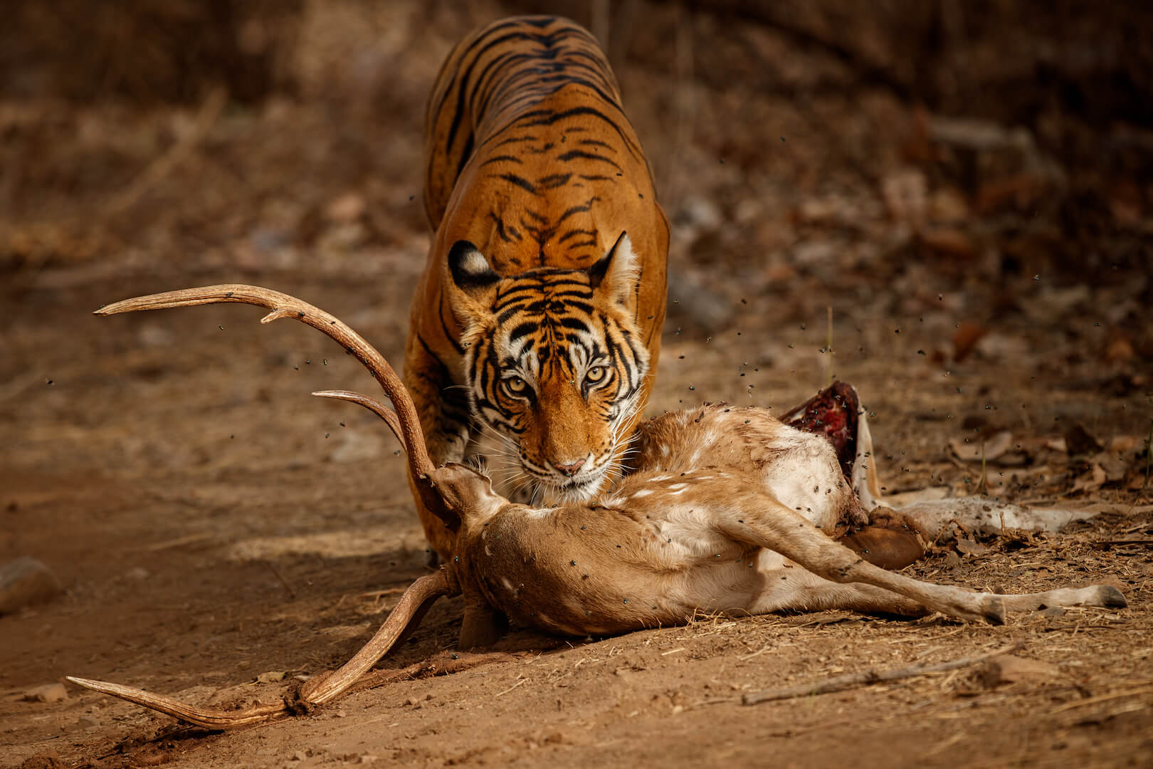 Hunting techniques of bengal tiger Hunting techniques of bengal tiger