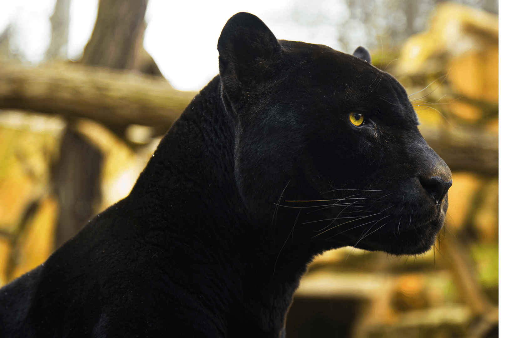 Black Panther Tour - Kabini Black Panther Tour - Kabini
