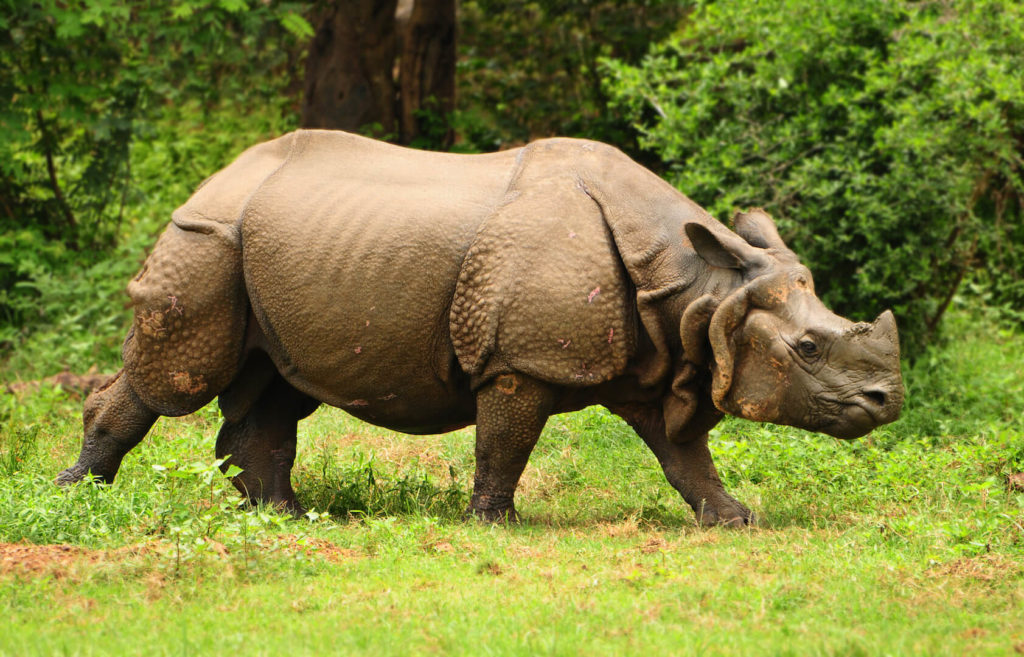 Big Five of Kaziranga Big Five of Kaziranga