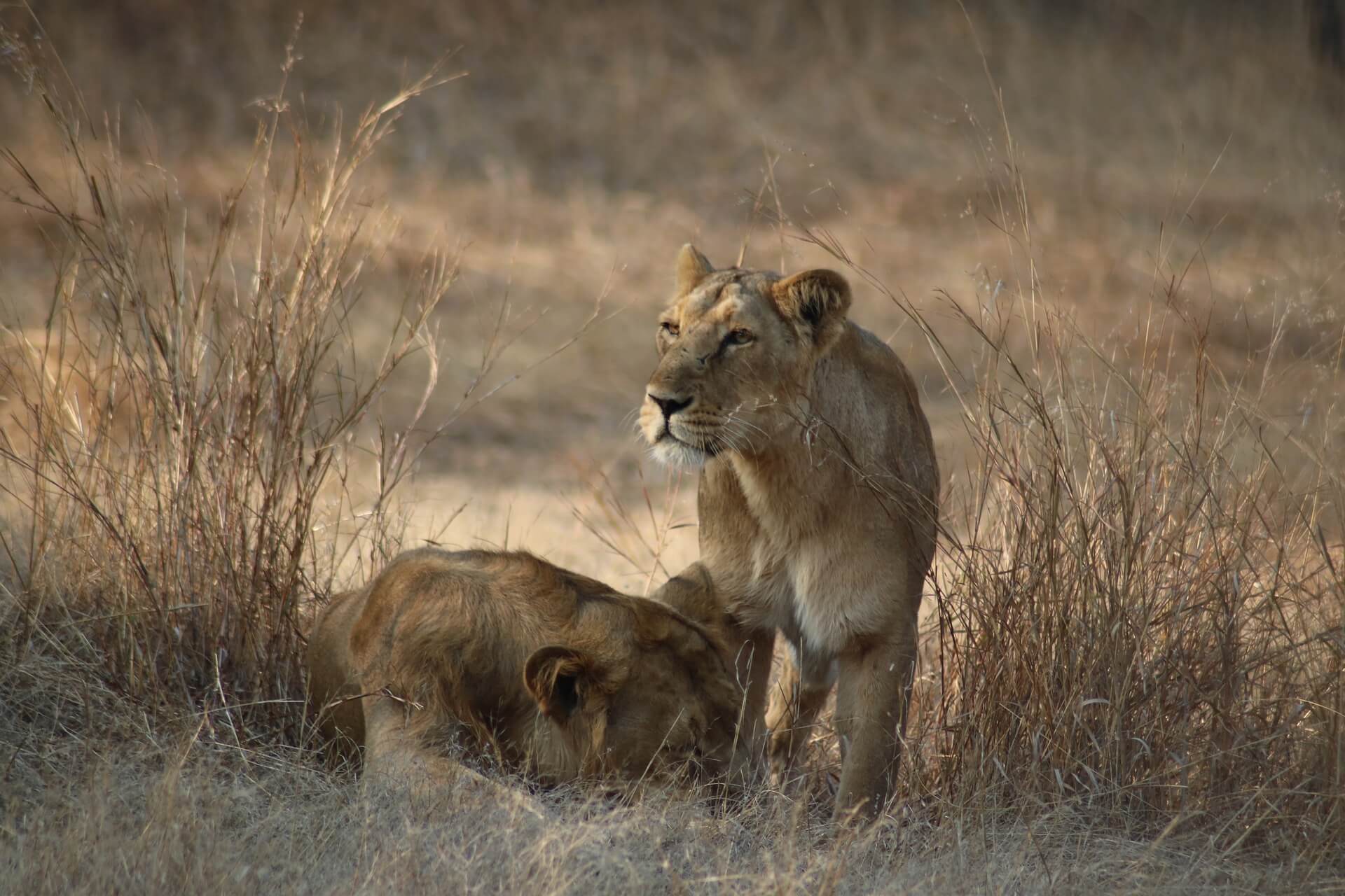 Asiatic lion and Leopards Special Asiatic lion and Leopards Special