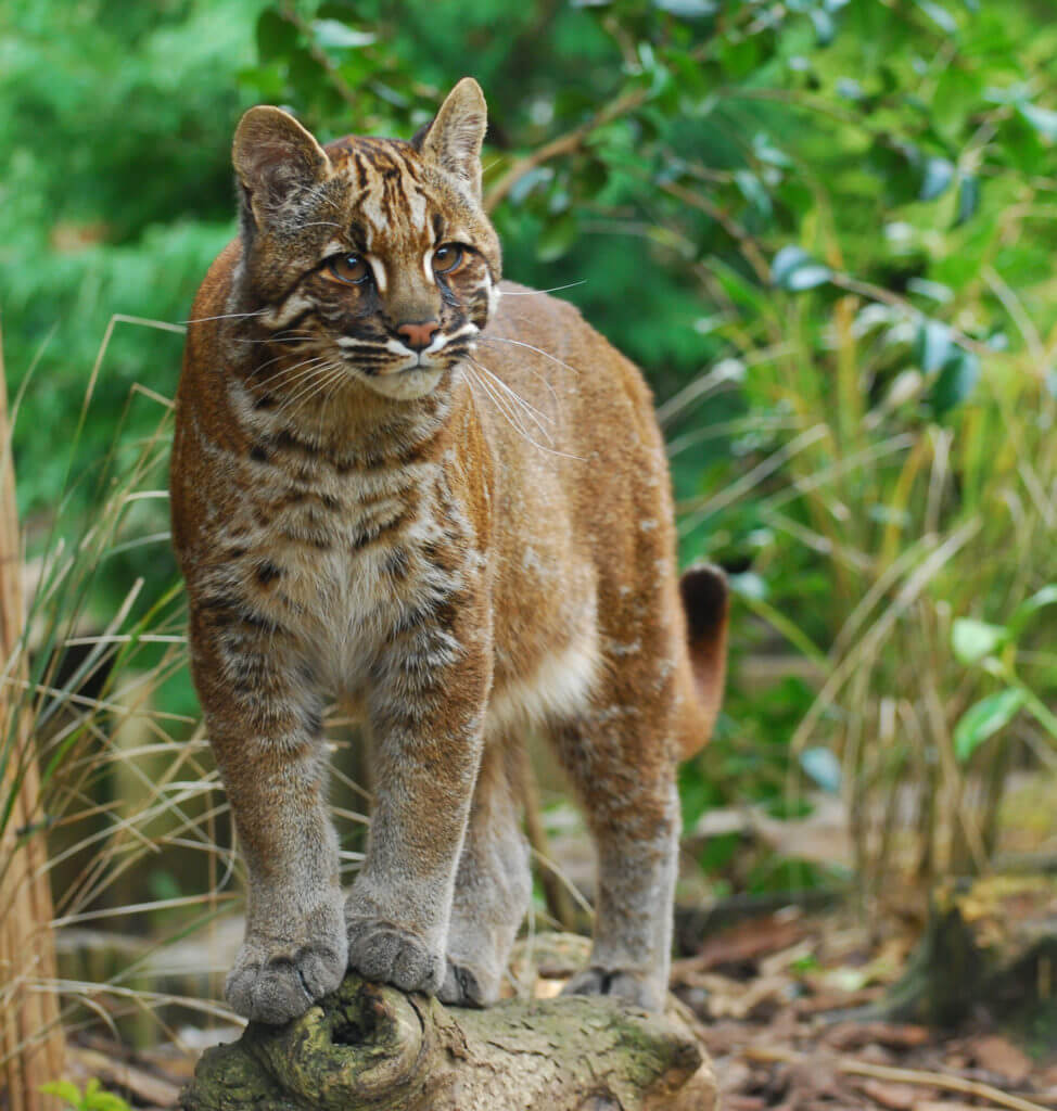 Asian-Golden-cat Asian Golen Cat India