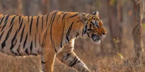 Pench Budget Safari Itinerary